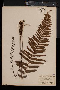 Blechnum serrulatum image