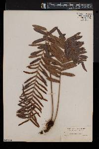 Blechnum serrulatum image