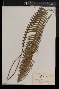 Blechnum spicant image