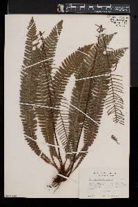 Blechnum spicant image