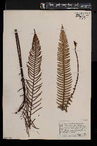 Blechnum spicant image