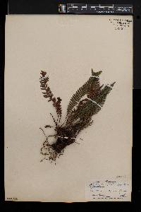 Blechnum spicant image