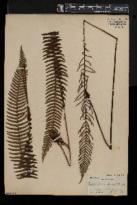 Blechnum spicant image