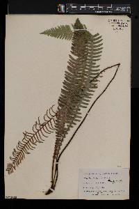 Blechnum spicant image