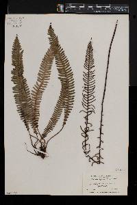 Blechnum spicant image