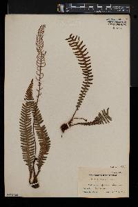 Blechnum spicant image