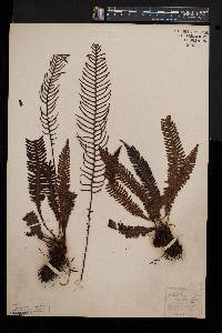 Blechnum spicant image