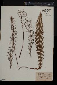 Blechnum spicant image