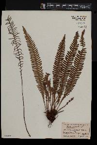 Blechnum spicant image