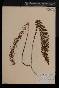 Blechnum spicant image