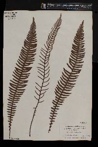 Blechnum spicant image