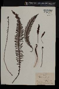 Blechnum spicant image