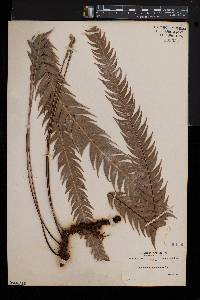 Blechnum asplenioides image