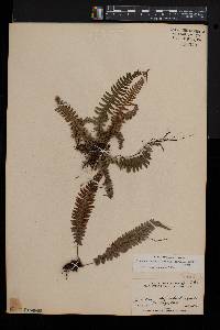 Blechnum hastatum image