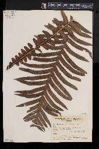 Blechnum brasiliense image