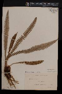 Austroblechnum durum image