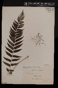 Blechnum filiforme image