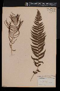 Blechnum filiforme image