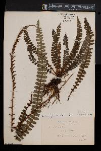 Blechnum fluviatile image