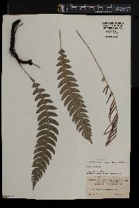 Blechnum binervatum image