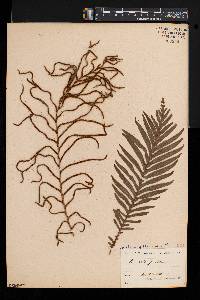 Blechnum gibbum image