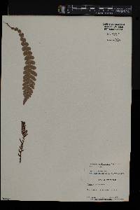 Austroblechnum membranaceum image