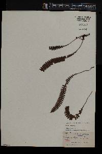 Blechnum penna-marina image