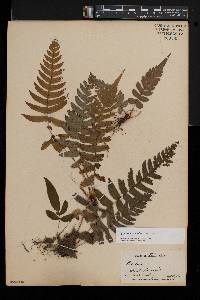 Blechnum glandulosum image