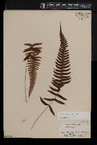 Blechnum glandulosum image