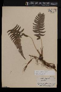 Blechnum glandulosum image