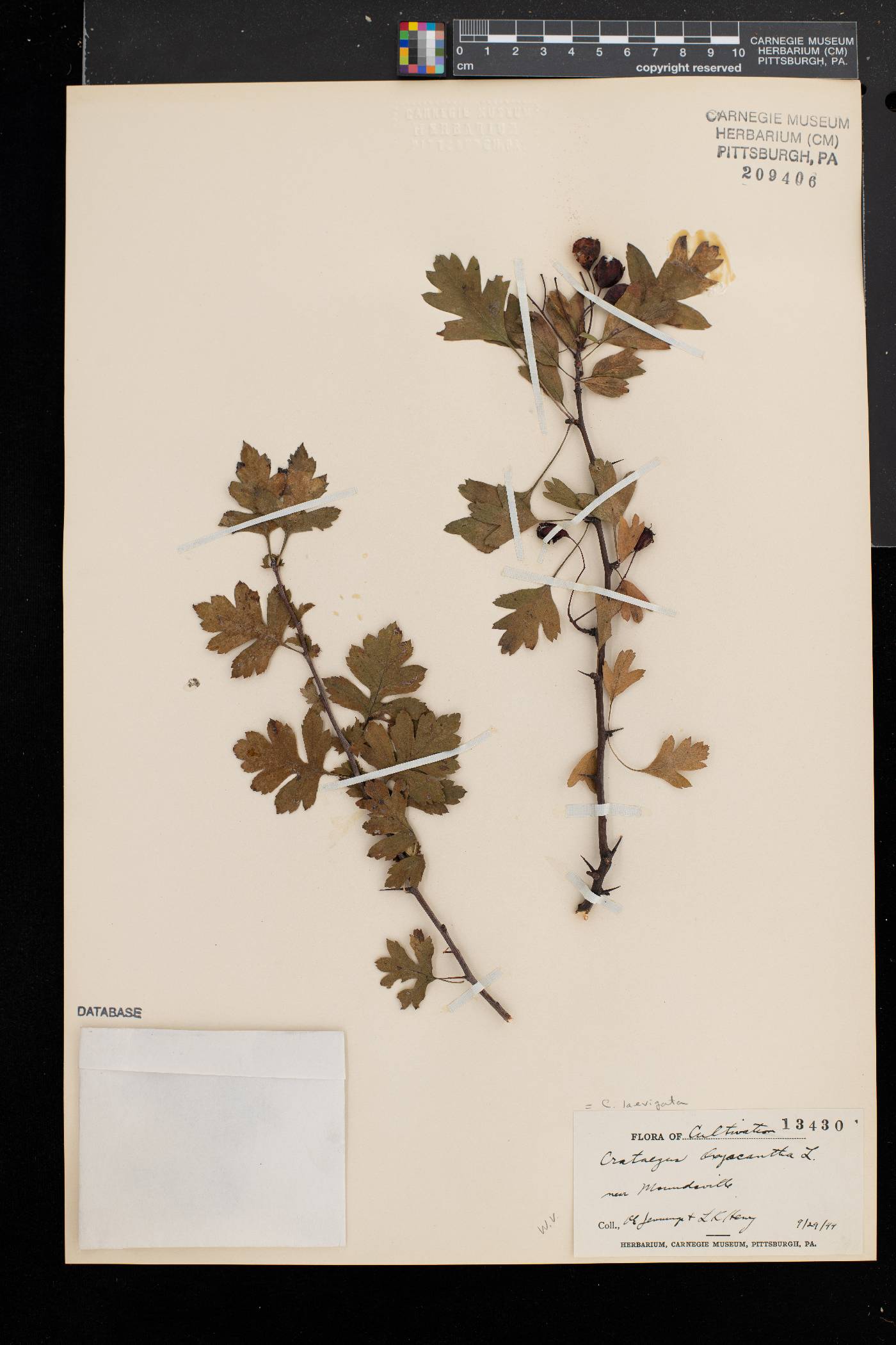 Crataegus laevigata image