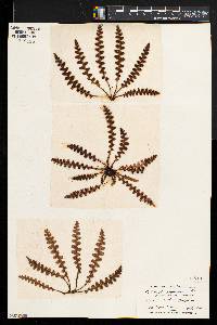 Ceterach officinarum image