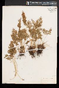 Cryptogramma crispa image