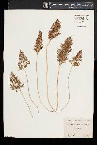 Cryptogramma crispa image