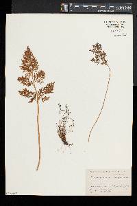 Cryptogramma crispa image