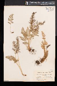 Cryptogramma acrostichoides image