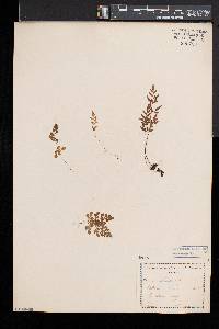 Cryptogramma stelleri image