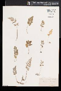Cryptogramma stelleri image