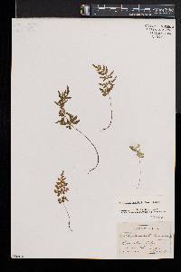 Cryptogramma stelleri image