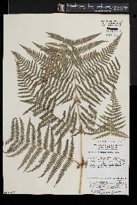 Pteridium revolutum image