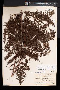 Davallia hymenophylloides image