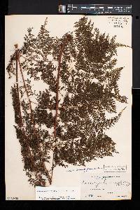 Davallia hymenophylloides image