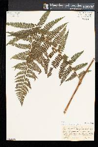 Dennstaedtia cicutaria image