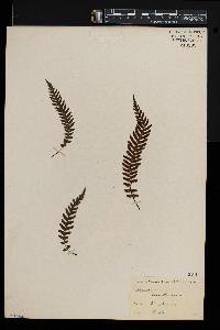 Blechnum kunthianum image