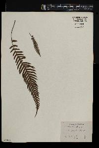 Blechnum kunthianum image