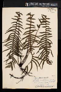 Blechnum kunthianum image