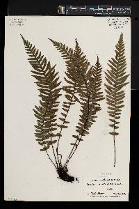 Blechnum kunthianum image