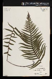 Blechnum kunthianum image