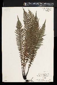 Blechnum kunthianum image