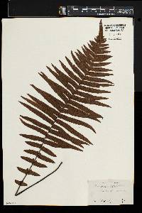 Blechnum medium image